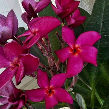 Vibrant magenta plumeria flowers with lush green leaves in the background.