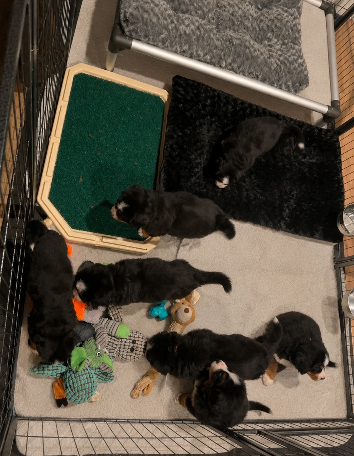 Seven Bernese Mountain Dog puppies playing inside a pen with toys.