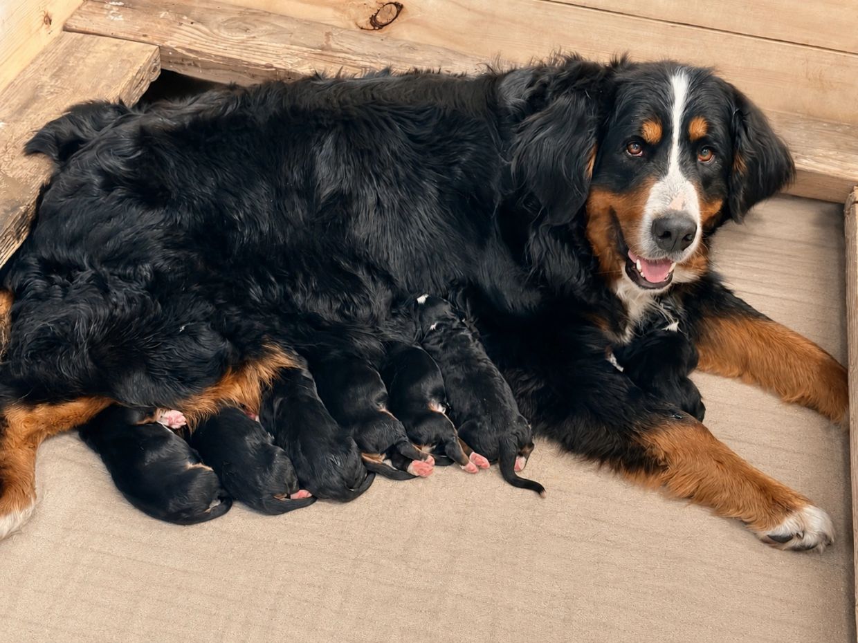 A Bernese Mountain Dog nursing her newborn puppies.
