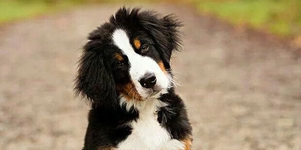 Bernese Mtn Dog, puppies for sale