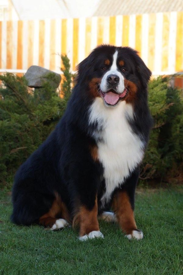 Bernese Mtn Dog, puppies for sale