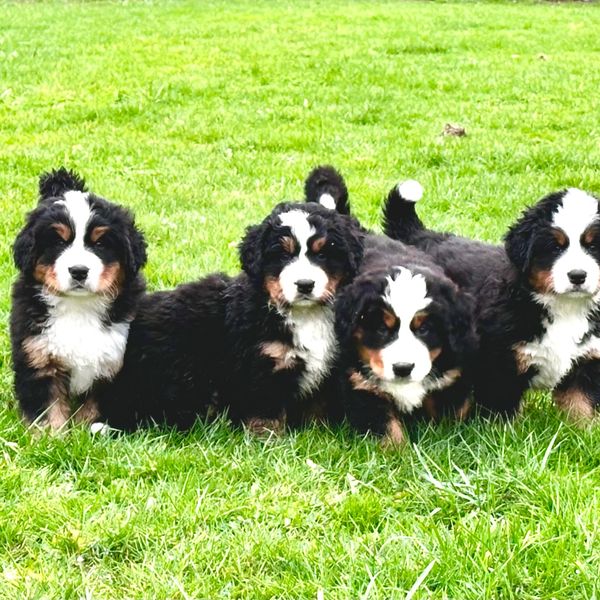 Bernese Mountain Dog Puppies, Import Pedigree, Longevity Lifespan