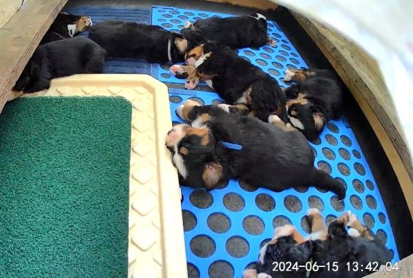 A group of sleeping puppies cuddled together on a blue perforated mat.