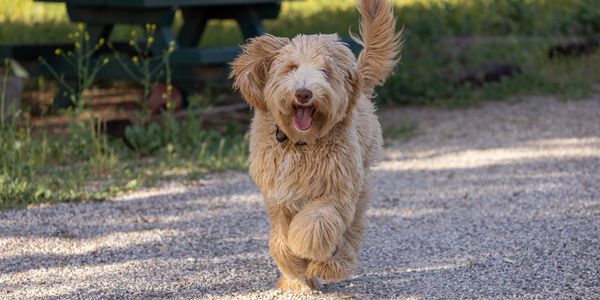 Goldendoodle trotting with his tail in the air and his tongue out in a park.