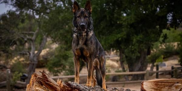 German Shepherd standing on a log.