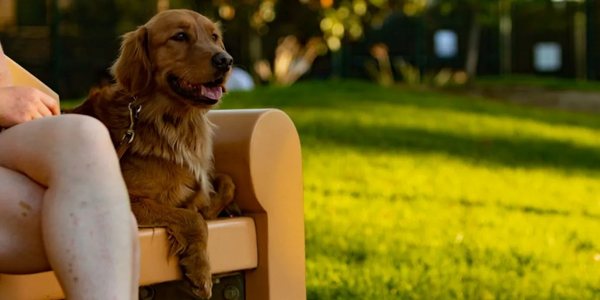 Golden Retriever laying on a bench next to a person in a grassy park.