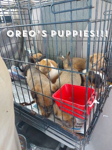 Oreo's puppies