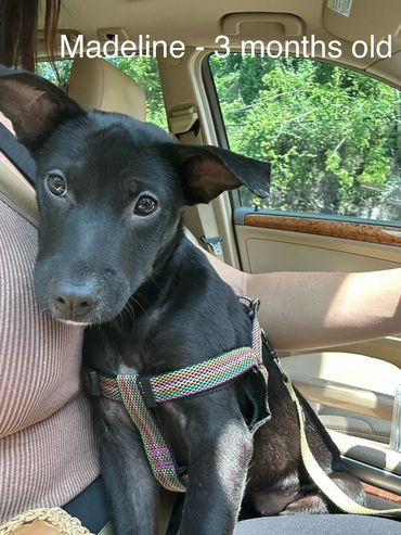 Black dog Inside the car