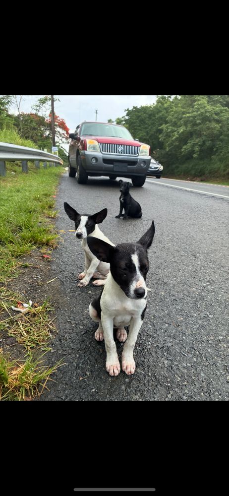 3 pups out of 14 born
We rescued 8 & spayed 2 moms so far