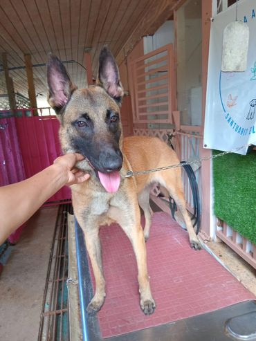 German shepherd Dog Hold the man