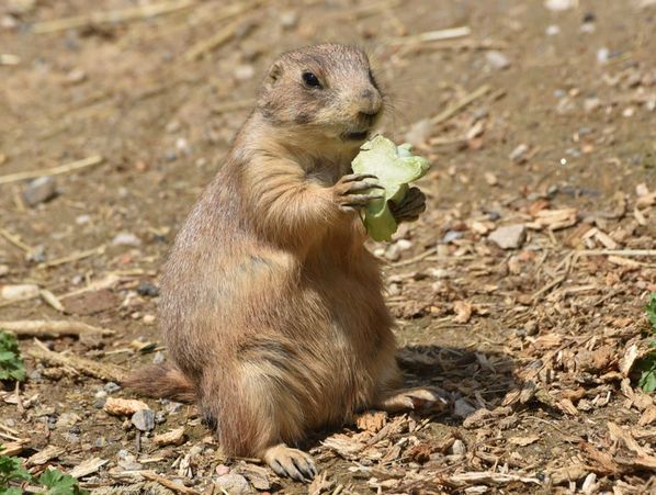 Ochsner Park and Zoo prairie dogs