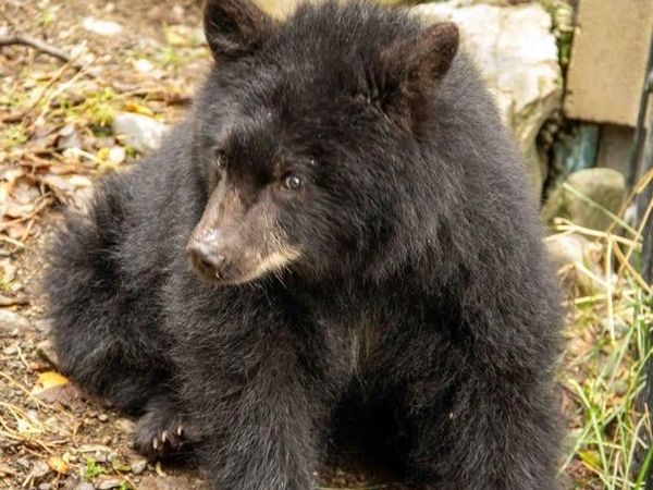 Ochsner Park and Zoo black bear