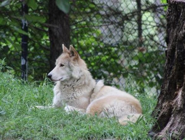 Ochsner Park and Zoo grey wolf