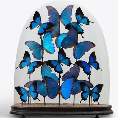 A collection of blue butterflies under a glass dome
