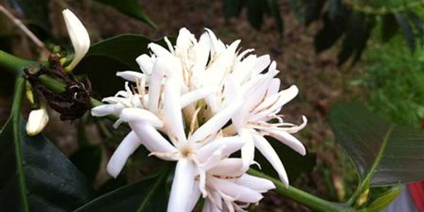 ("Snow of Kona" flower blossoming on a KonAroma coffee tree.)