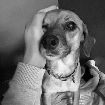 "Zinc" Rescued 2023