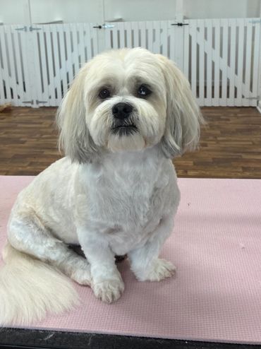 White dog sitting on a pink grooming table.