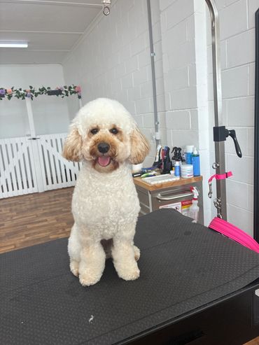 A happy fluffy dog sitting on a grooming table.
