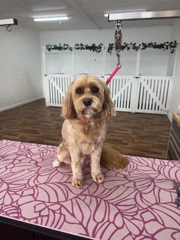 A groomed dog sitting on a pink floral grooming table.