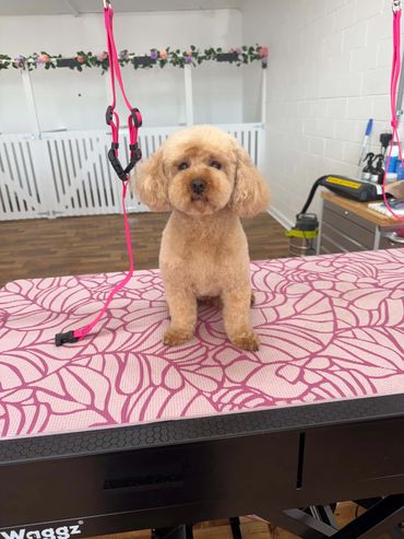 A well-groomed brown poodle on a grooming table.