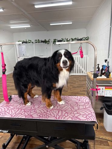 Bernese Mountain Dog on grooming table indoors.