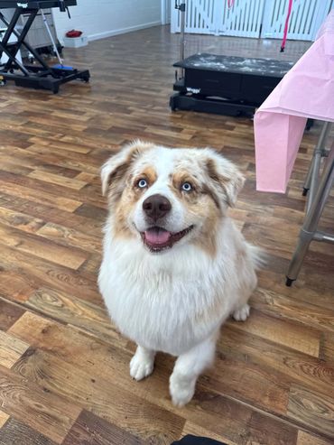 Happy dog with blue eyes sitting indoors.