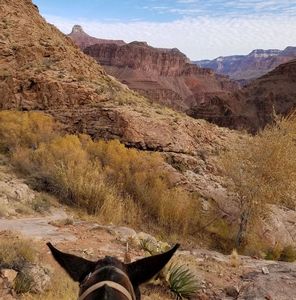 View of the Grand Canyon from atop a mule