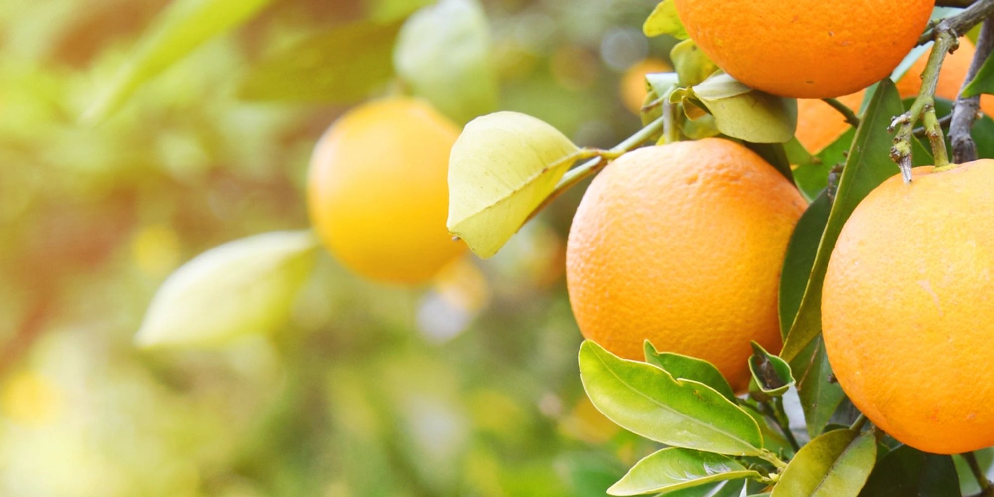 Ripe oranges hanging on a sunlit tree branch with green leaves.