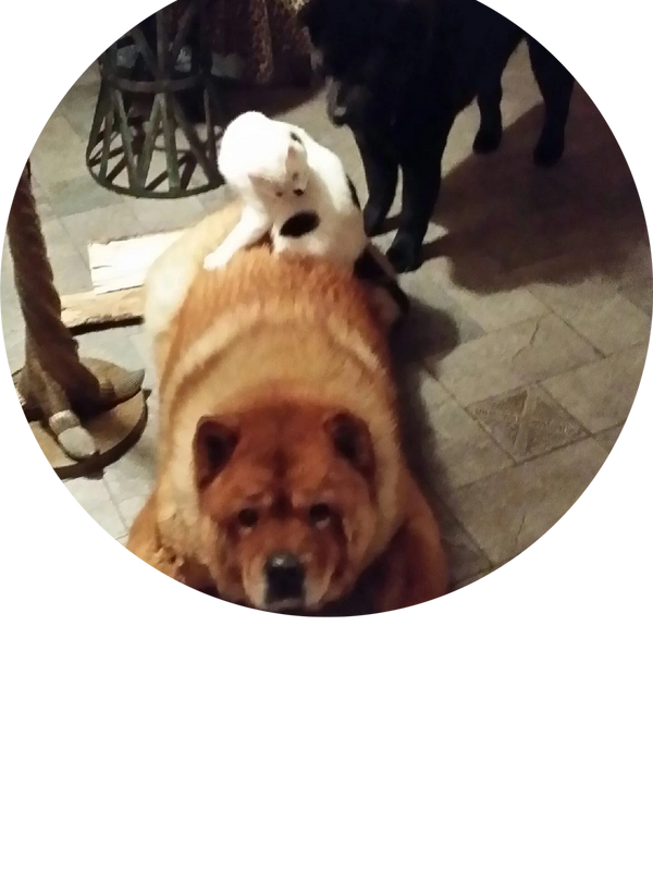 My friends Buddy Bear, Baby Comet, and Meri the Chow Chow