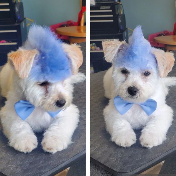 mohawk cut per owner request