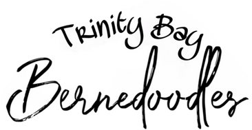Trinity Bay 
Bernedoodles