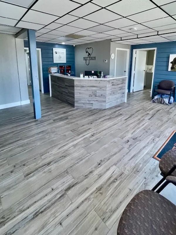 Modern veterinary clinic reception area with wood flooring and blue accent walls.