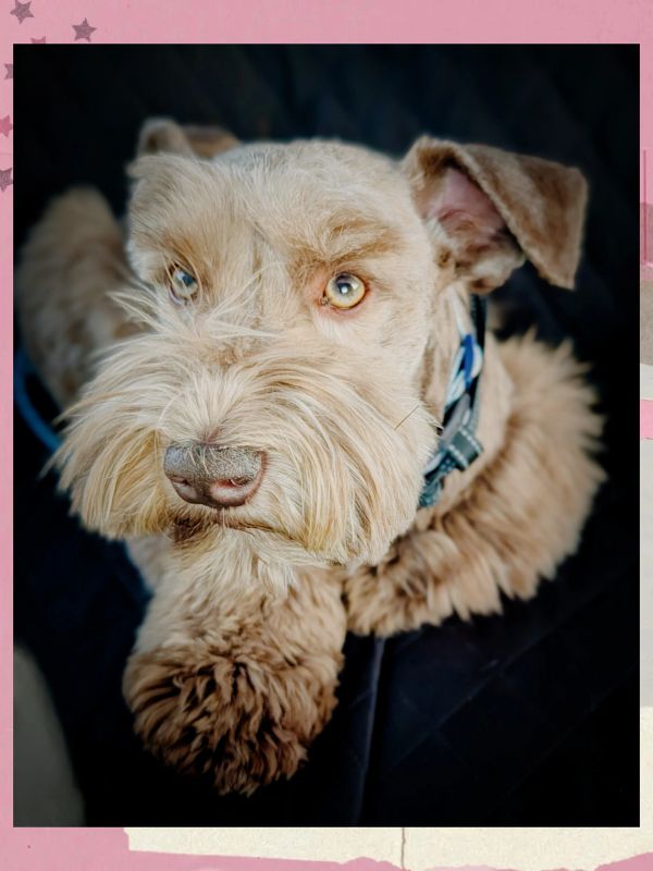 Close-up of a fluffy dog with light brown fur and striking eyes.