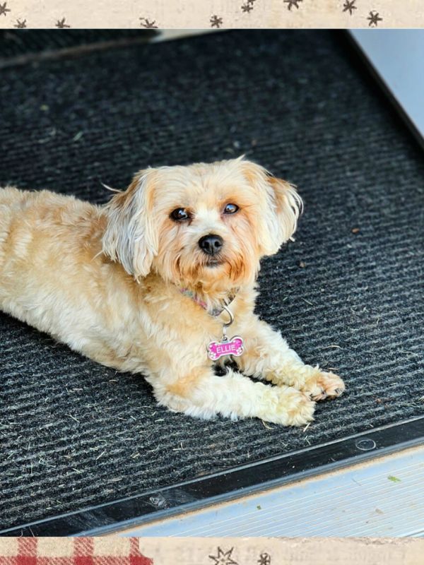Small beige dog named Ellie lying on a dark mat.