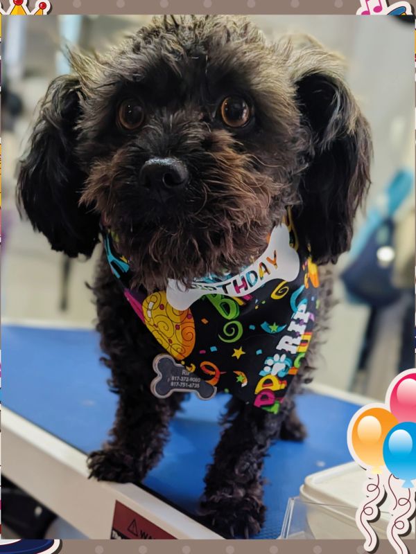 Small black dog wearing a colorful birthday bandana.