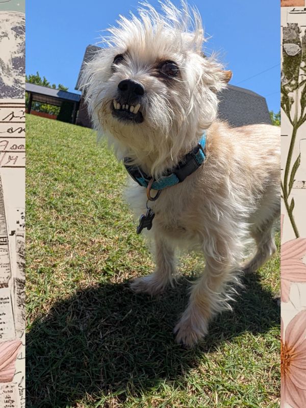 Small scruffy dog with crooked teeth standing on grass under blue sky.