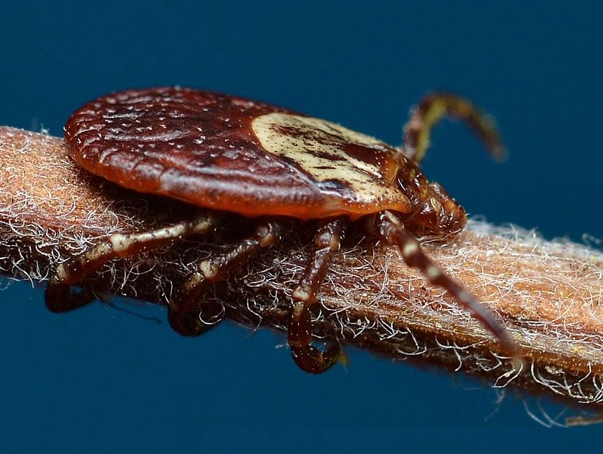 American Dog Tick (Dermacentor variabilis)
Widely distributed east of the Rocky Mountains, and areas