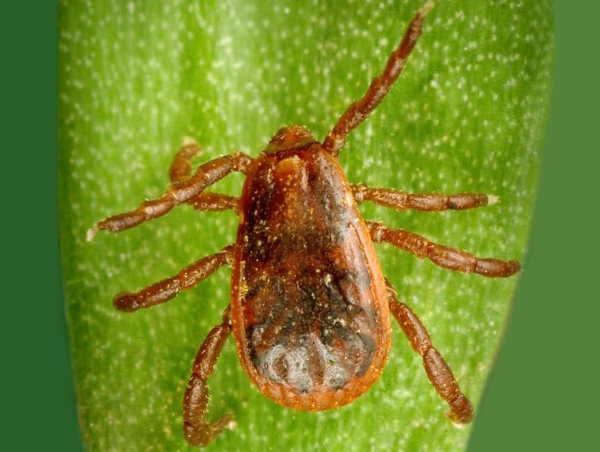 Brown Dog Tick (Rhipicephalus sanguineus)
Worldwide.