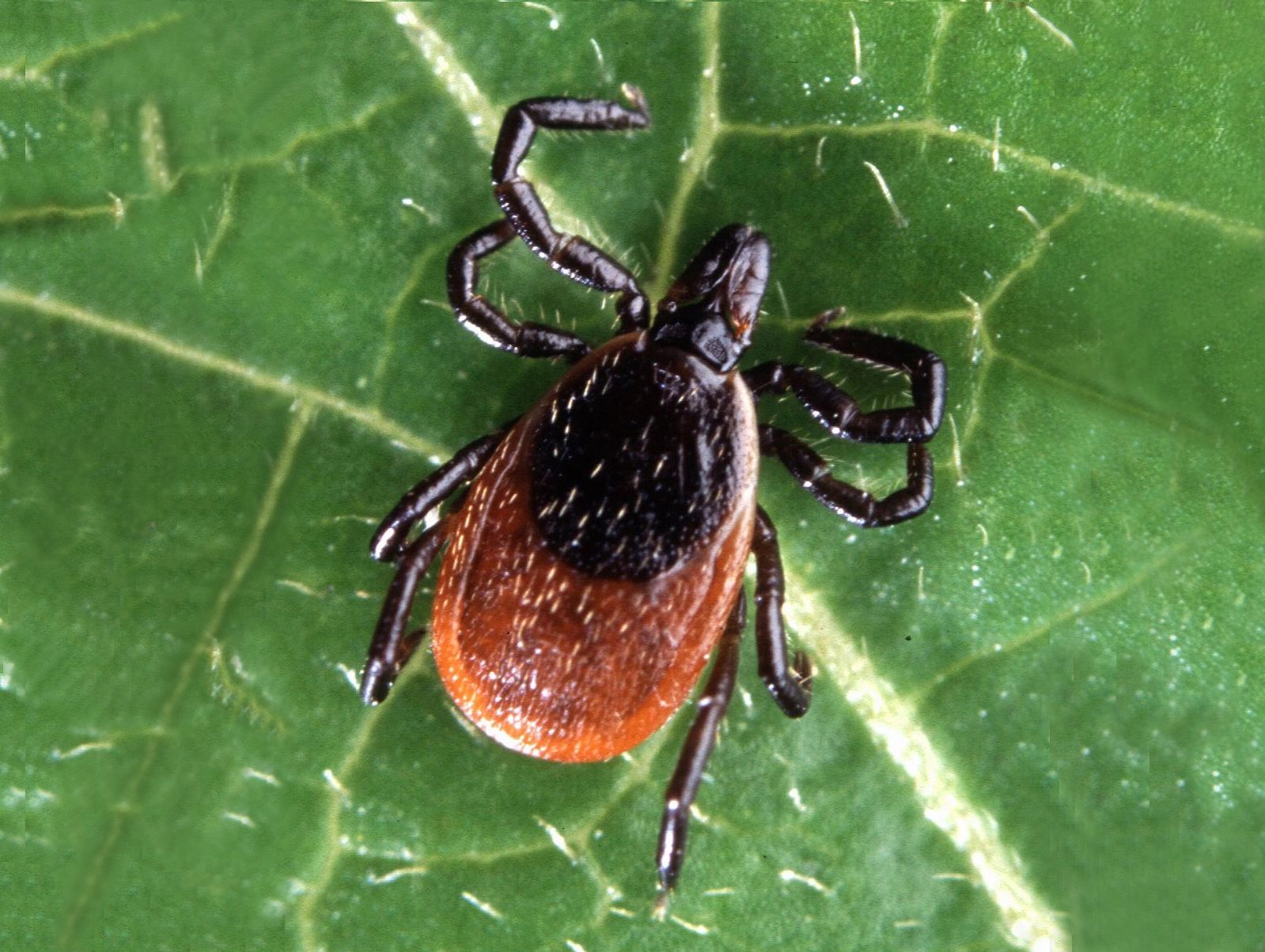 Eastern Blacklegged Tick a.k.a. Deer Tick (Ixodes scapularis)
Widely distributed across the eastern
