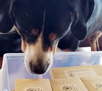 Kenya the Swiss Mountain Dog inspecting the quality of the Tick Safety Kits.