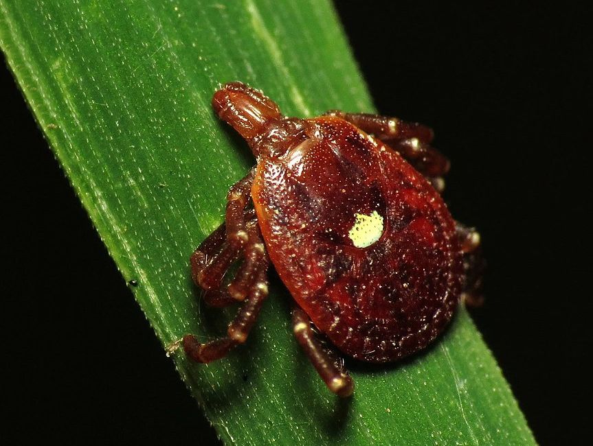 Lone Star Tick (Amblyomma americanum)
Widely distributed in the southeastern and eastern United St