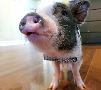 Stanley the Pig, a Juliana mini pig wearing a bow tie.