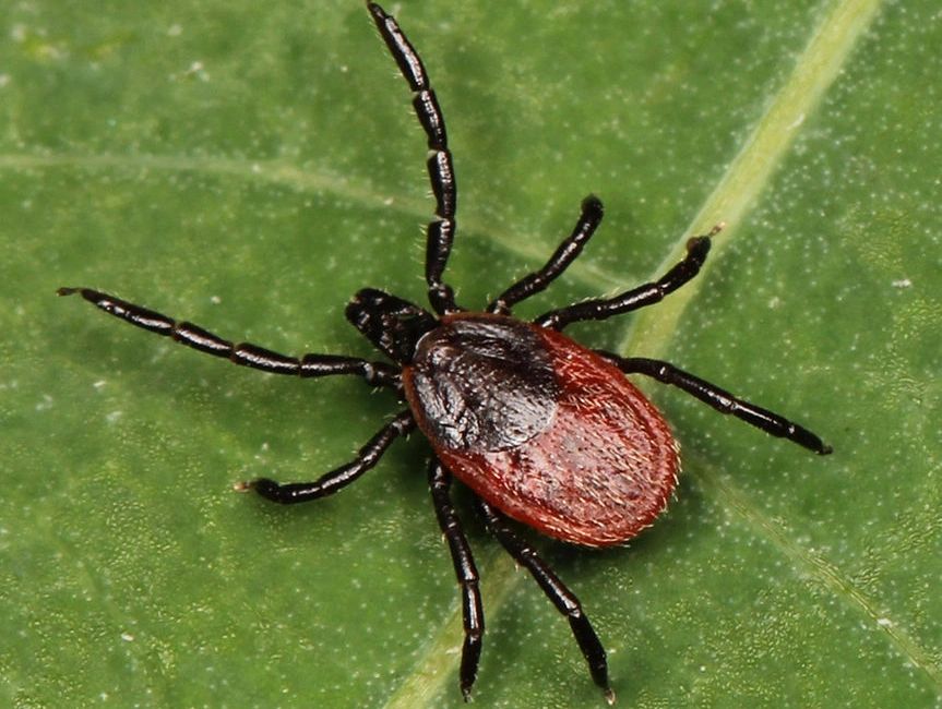 Western Blacklegged Tick (Ixodes pacificus)
Along the Pacific coast of the U.S., particularly north