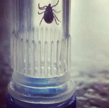 A Dog tick we captured in the Tick Safety Kit tick capture pod. Dermacentor variabilis