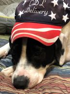 Diana the CDL Delivery Mascot