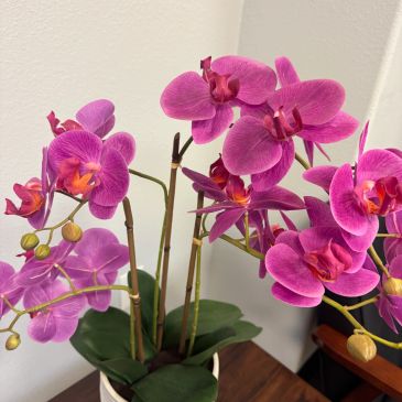 Close-up of vibrant pink orchids.