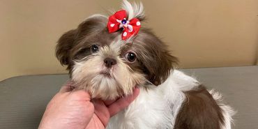 Cute Dog with Bow
