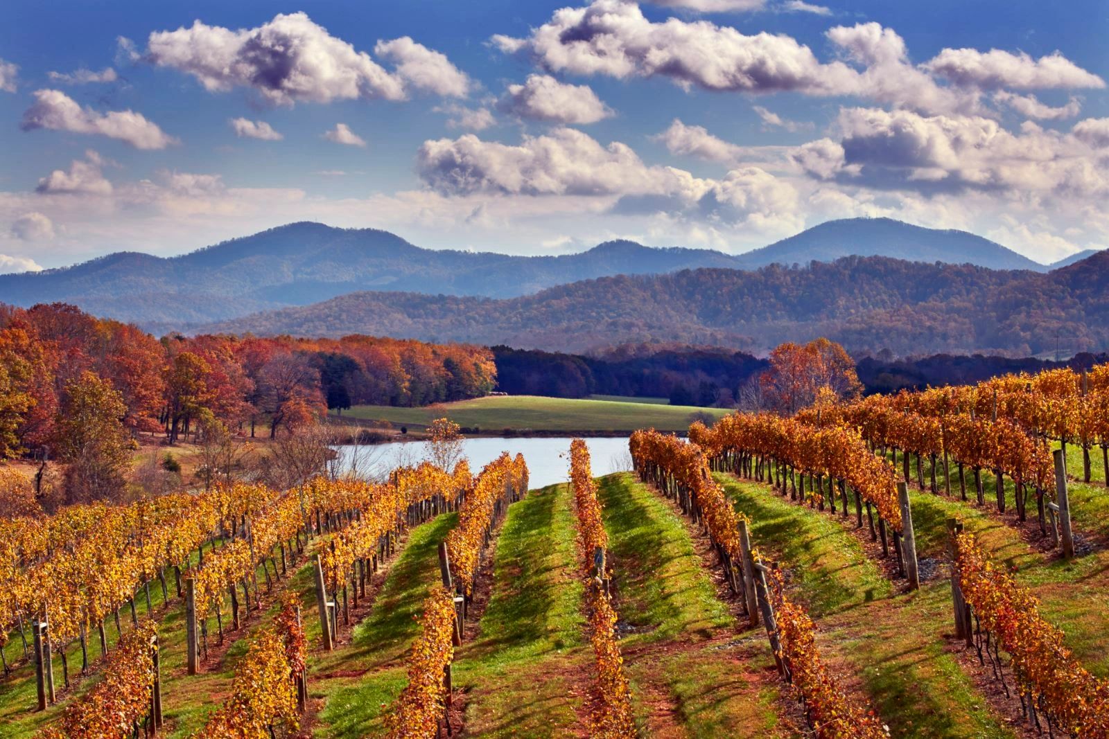 Afton Mountain Vineyards by Mick Rock, copyright Cephas.com