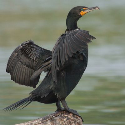 Double-crested Cormorant drying its wings.