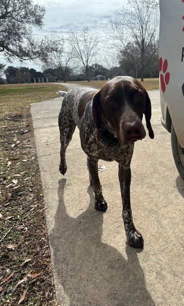 Mamou-Invisible-Dog-Fences-Hidden-Underground-Shock-Electric-Electronic-Professional-Affordable-safe